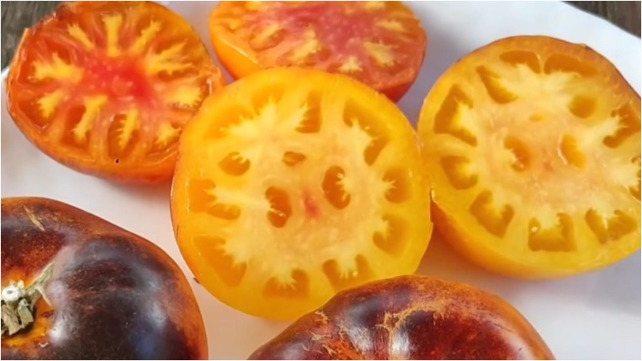 Городники назвали найкращий сорт томату, який попереду всіх відомих сортів