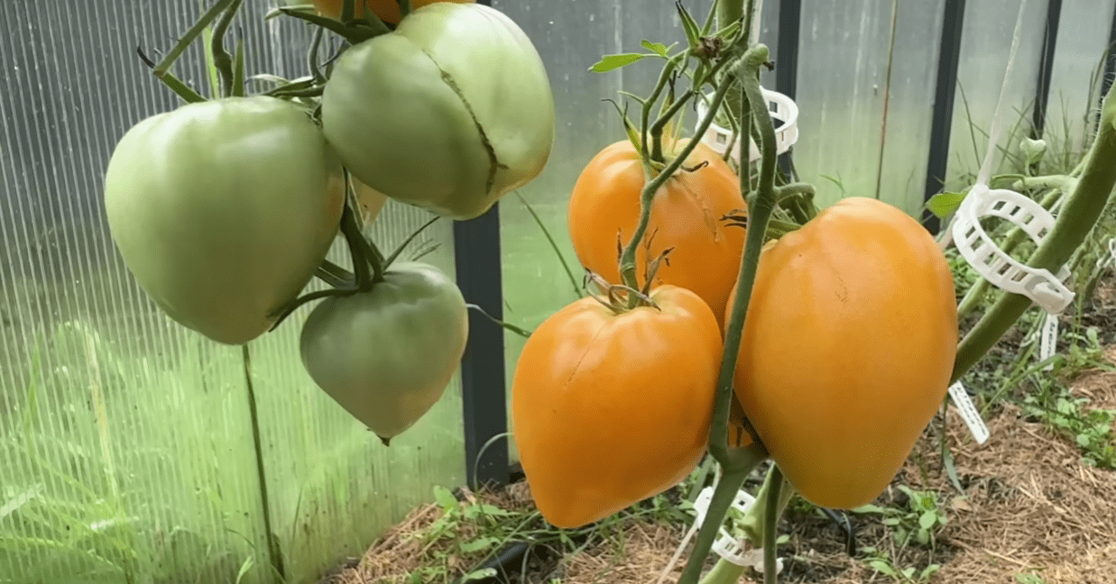 Городники обрали найсмачніші та врожайні томати зі 100 сортів
