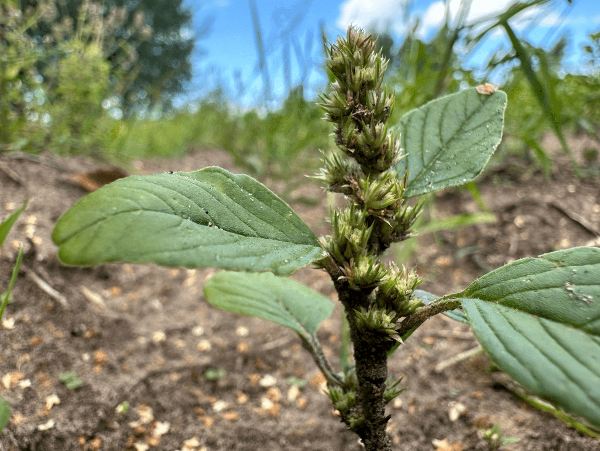 Експерти порадили найкращі рослини, які чудово борються з бур'янами — проста порада від знавців