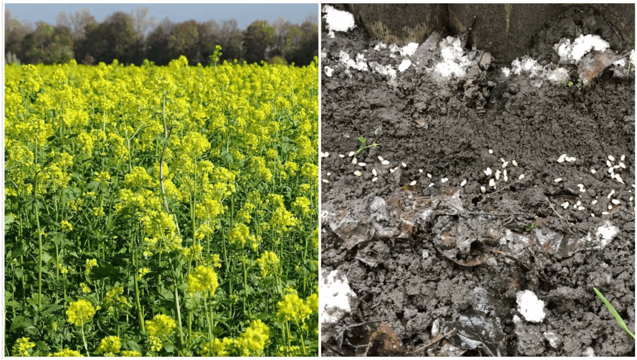 Експерти порадили простий спосіб, який допоможе зупинити ріст бур'янів без використання соломи