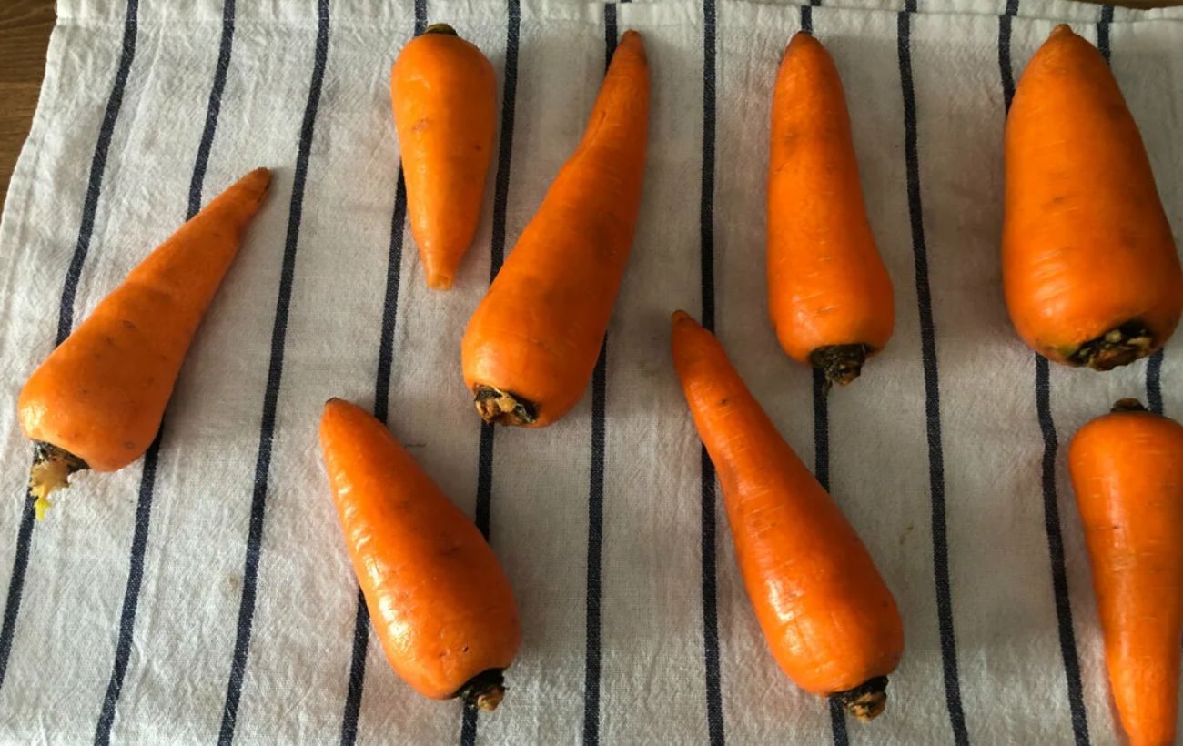 Городники назвали найврожайніший сорт моркви на цей сезон 