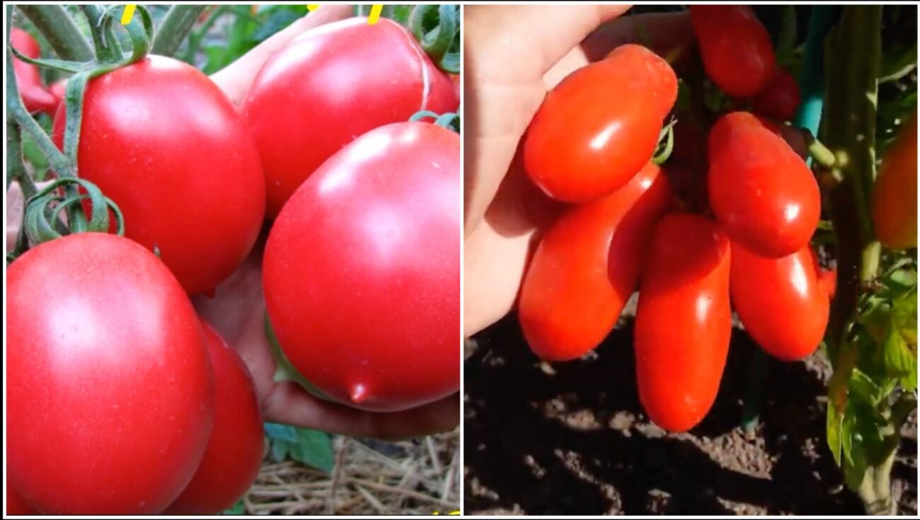 Городники назвали врожайний сорт томатів, який стійкий до фітофтори 