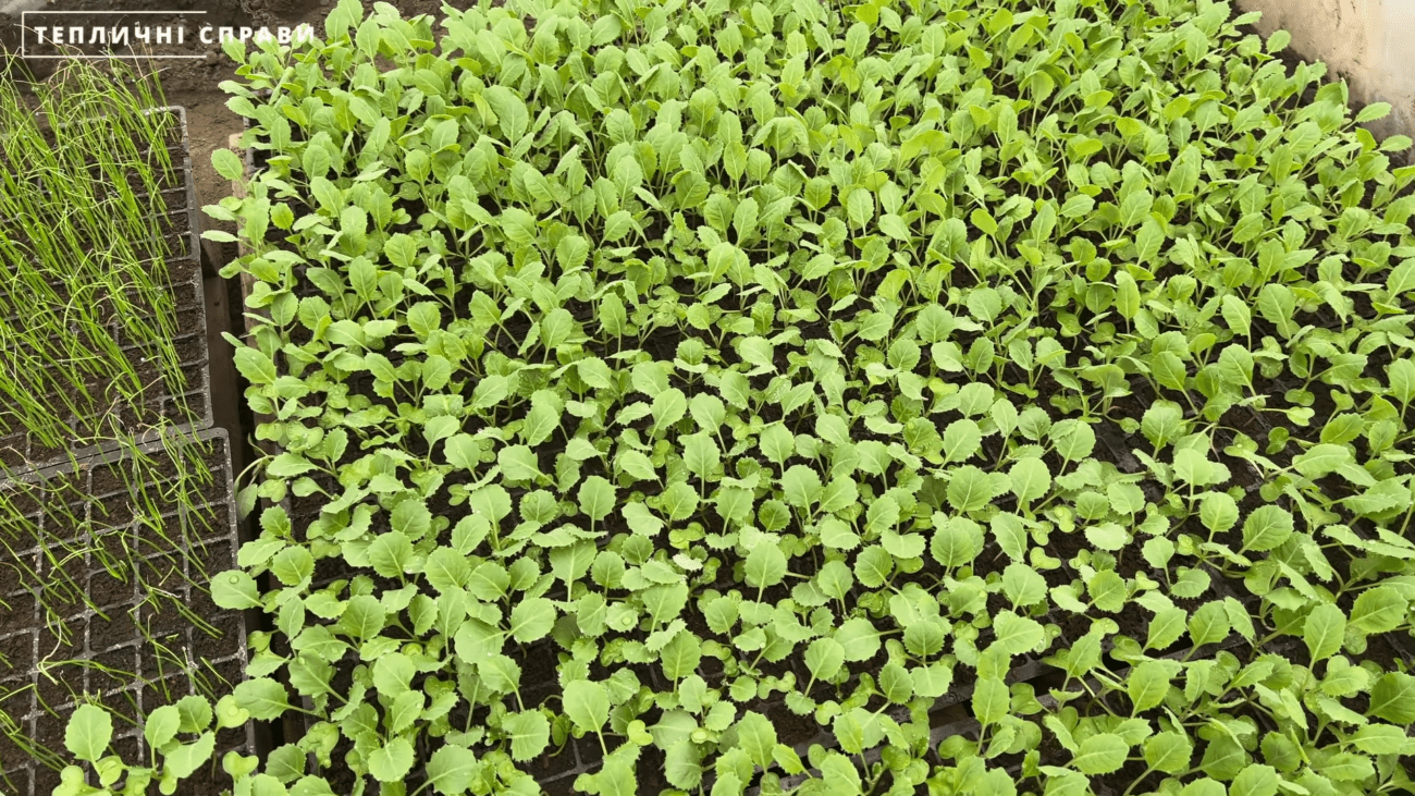 Експерти розповіли, як покращити ріст розсади в домашніх умовах за допомогою простого способу. Фото: YouTube ТЕПЛИЧНІ СПРАВИ