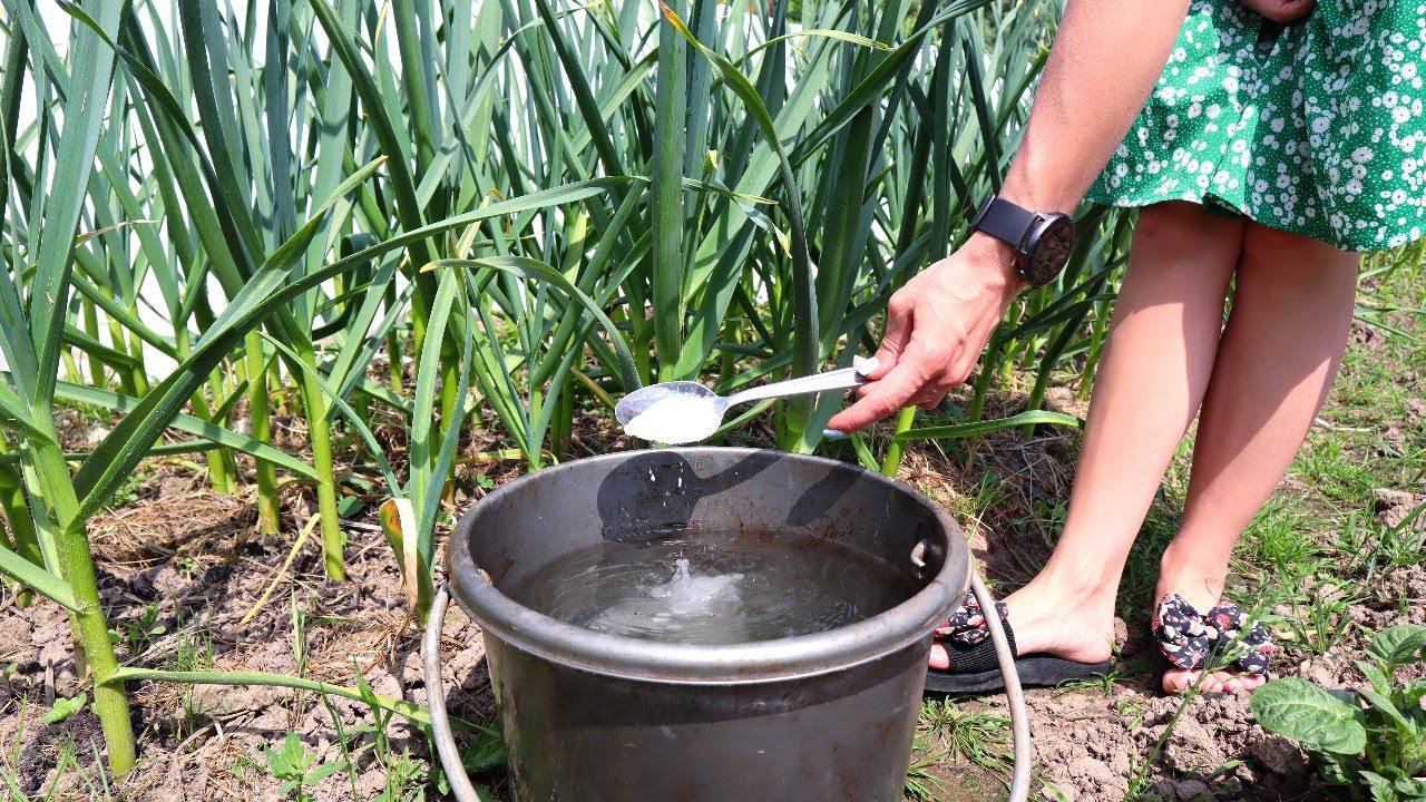 Городники розповіли, як доглядати за озимим часником навесні