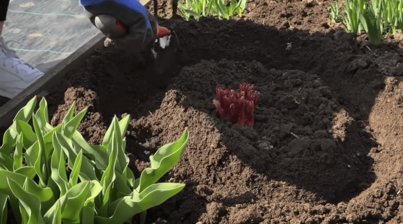 Садівники розповіли, що потрібно зробити з півоніями прямо зараз, навесні Фото: YouTube Корисні Корисності