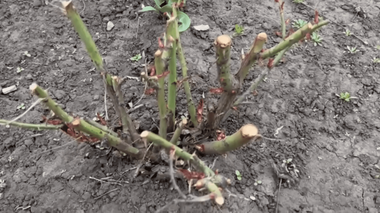 Садівники розповіли, що потрібно внести під кущі троянд, щоб вони не хворіли