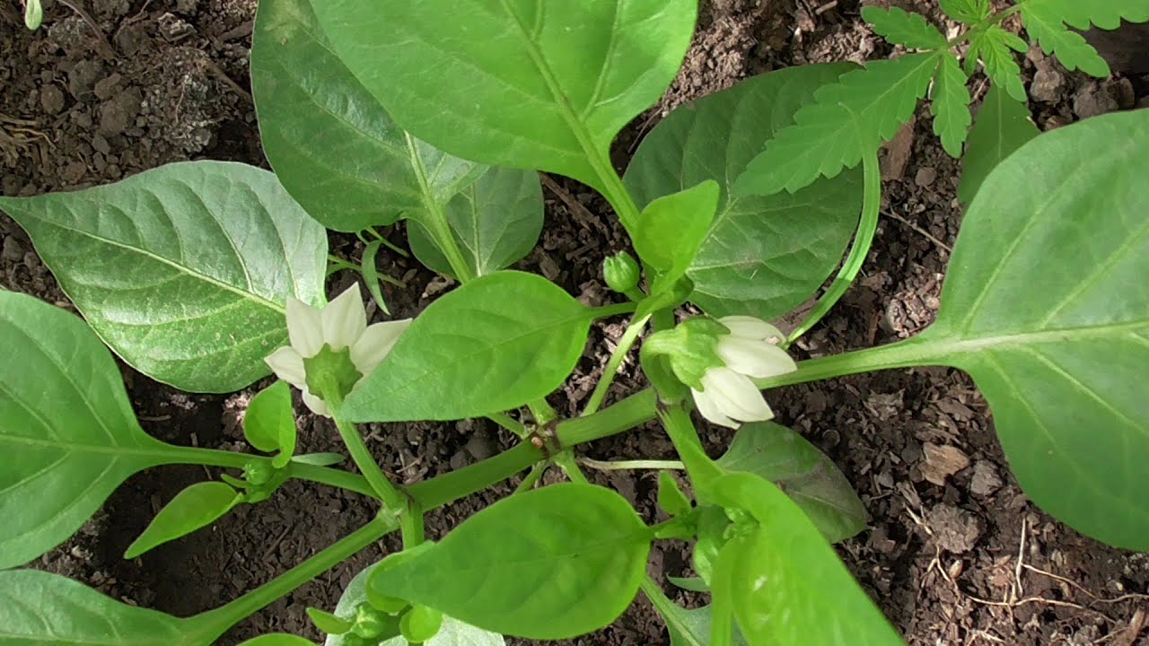 Агрономи розповіли, коли висівати перець на розсаду в 2026 році