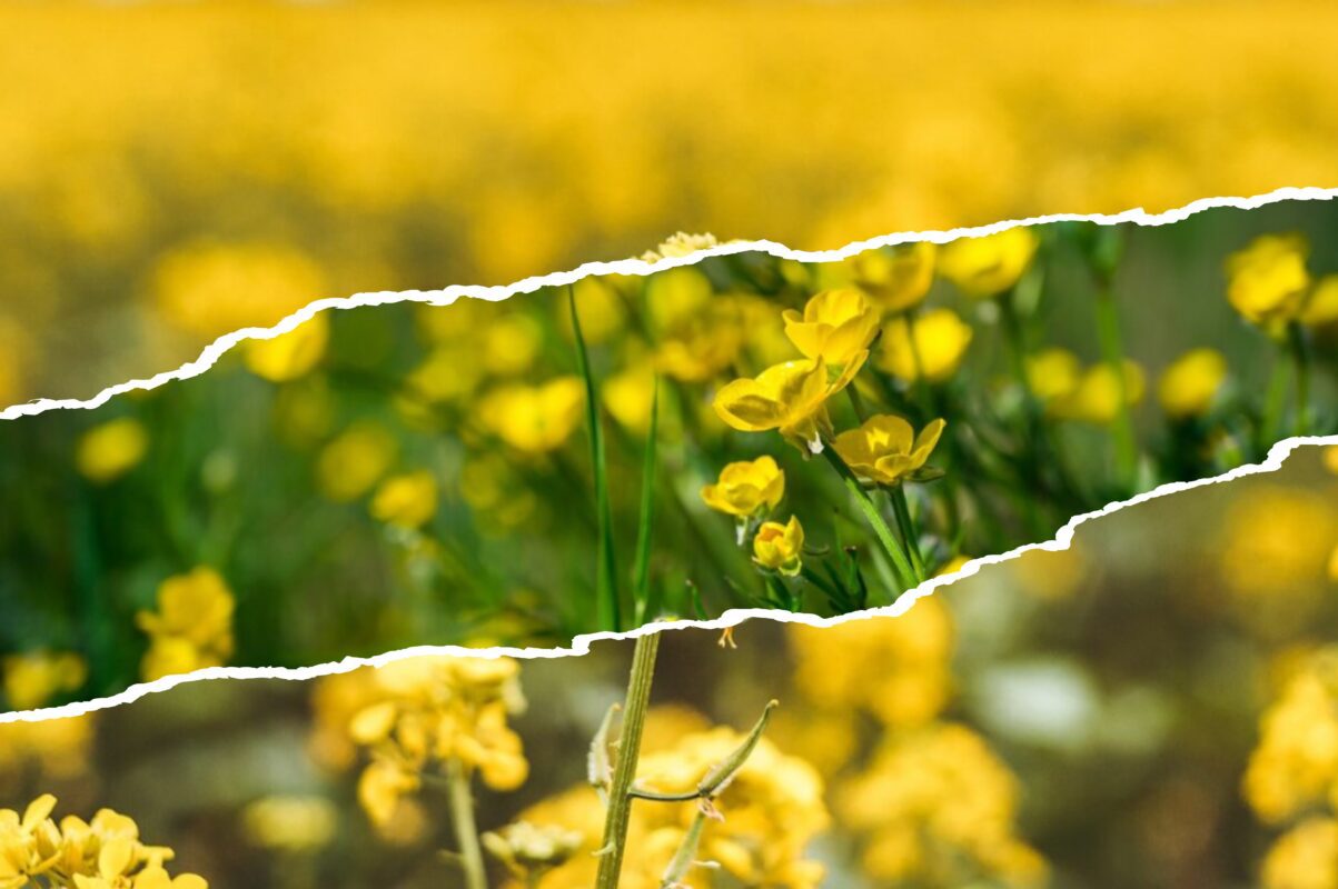 Городники розповіли, що не можна вирощувати на ділянці після гірчиці