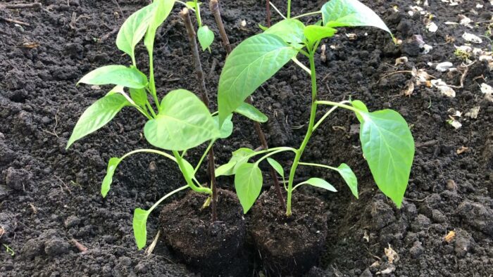 Городники розповіли, як вберегти розсаду перців від сонячних опіків 