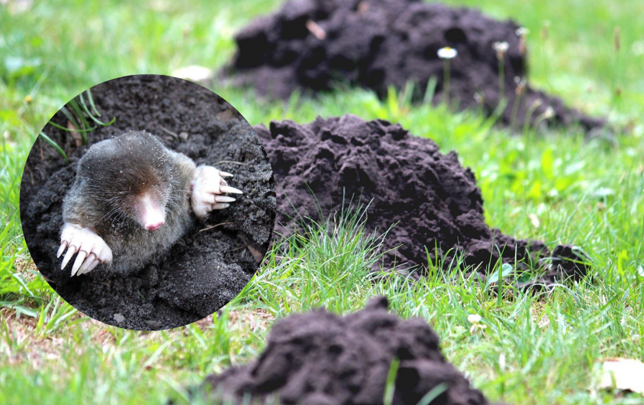 Експерти порадили гуманний спосіб, який допоможе очистити ділянку від кротів без витрат