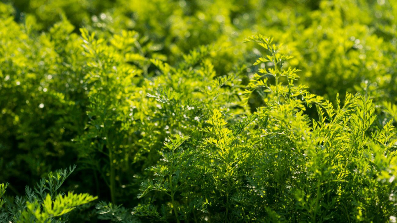 Фермери показали метод, з яким морква зійде за 3 дні