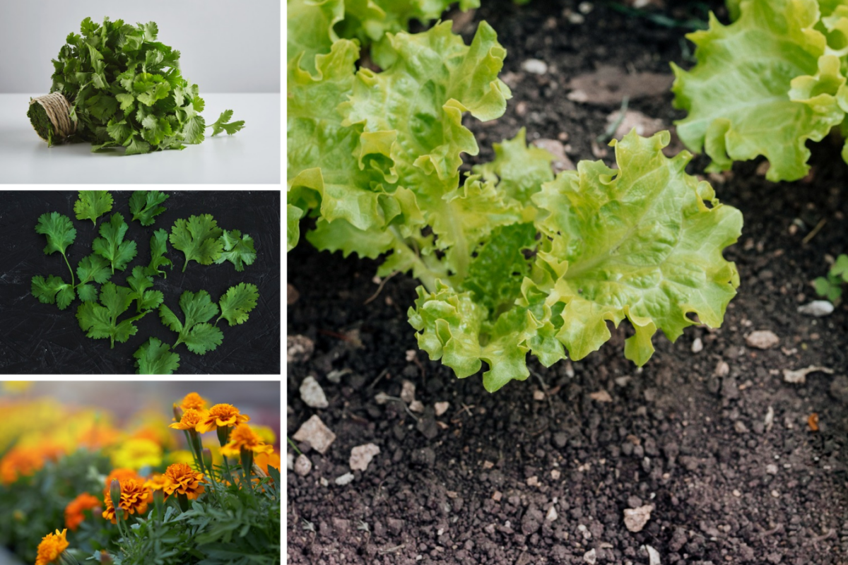 Експерти назвали рослини, які варто висаджувати поруч з картоплею