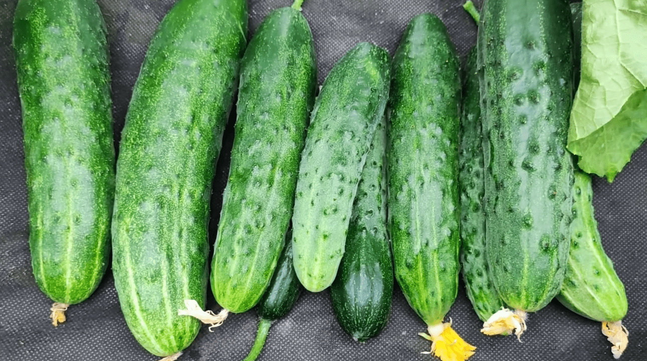 Агроном розкрив 2 найкращі сорти огірків для вирощування