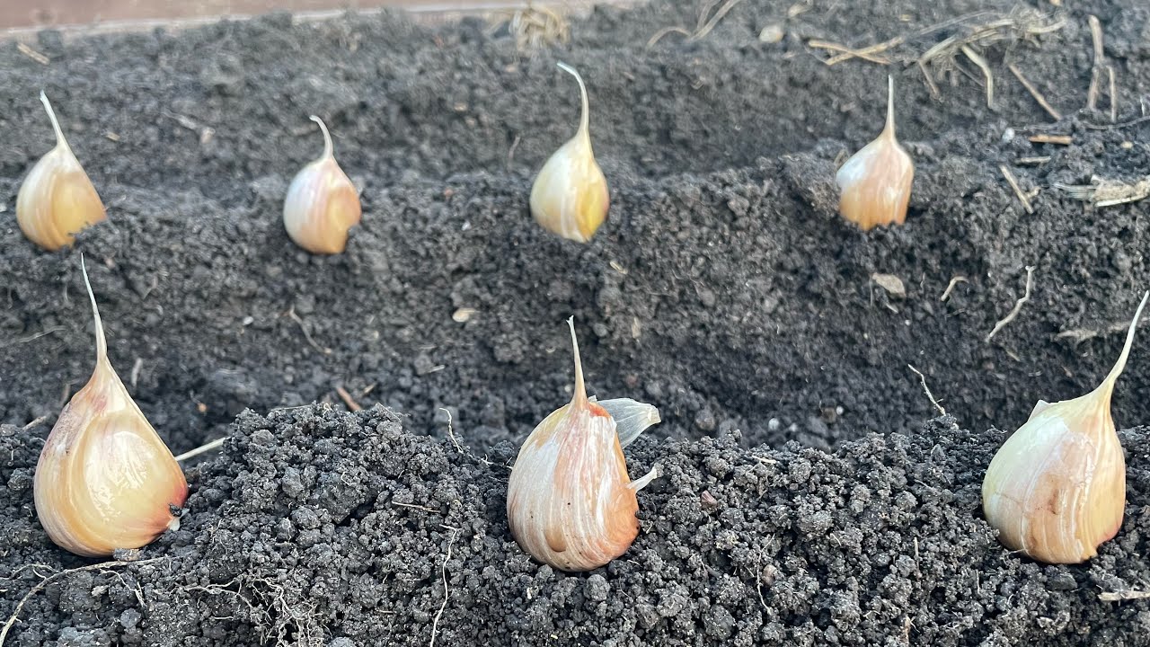 Городники розповіли про дві обов'язкові процедури для озимого часнику в березні