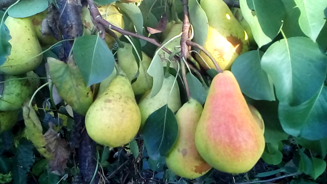 Дачники розповіли, як і чим правильно підживлювати грушу навесні 
