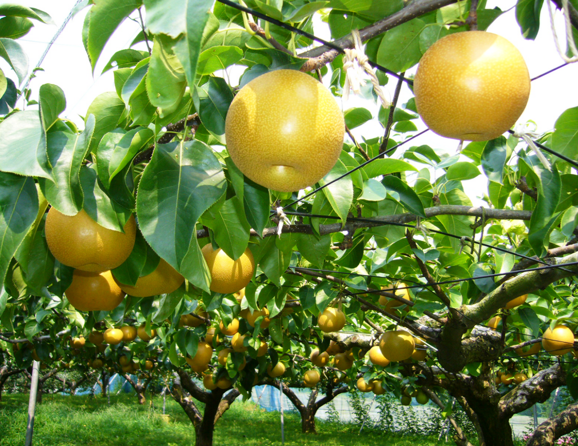 Садівники розповіли, яке весняне добриво для груші допоможе значно покращити врожайність дерева