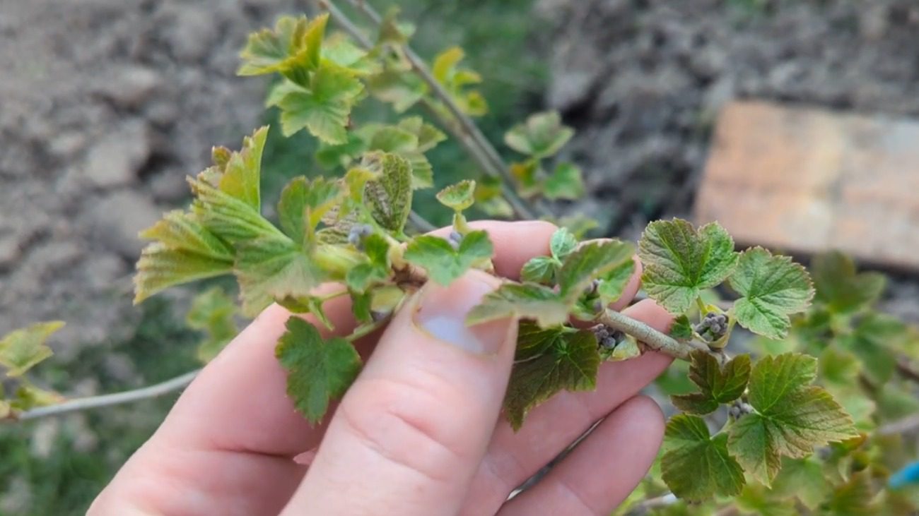 Садівники назвали важливі етапи обробки смородини навесні від шкідників і хвороб