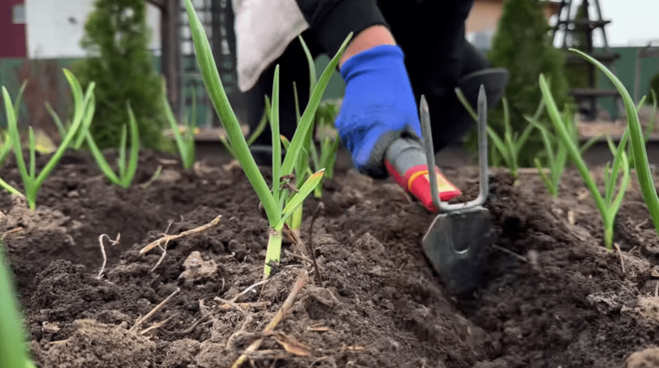 Як не витрачати гроші на дорогі добрива – рішення лежить прямо на кухні Фото: YouTube Корисні Корисності