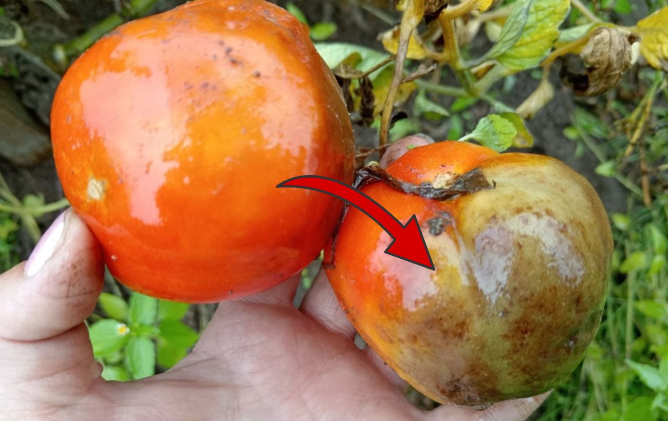 Як захистити томати від фітофтори