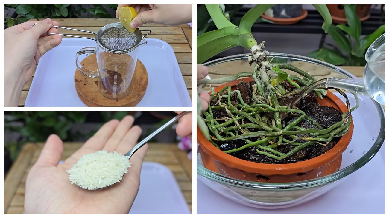 Квітникарі поділилися засобом для безперервного цвітіння орхідей