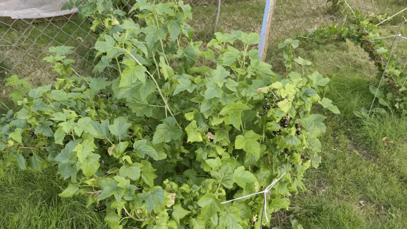Садівники розповіли, чим навесні підживити смородину для великих ягід