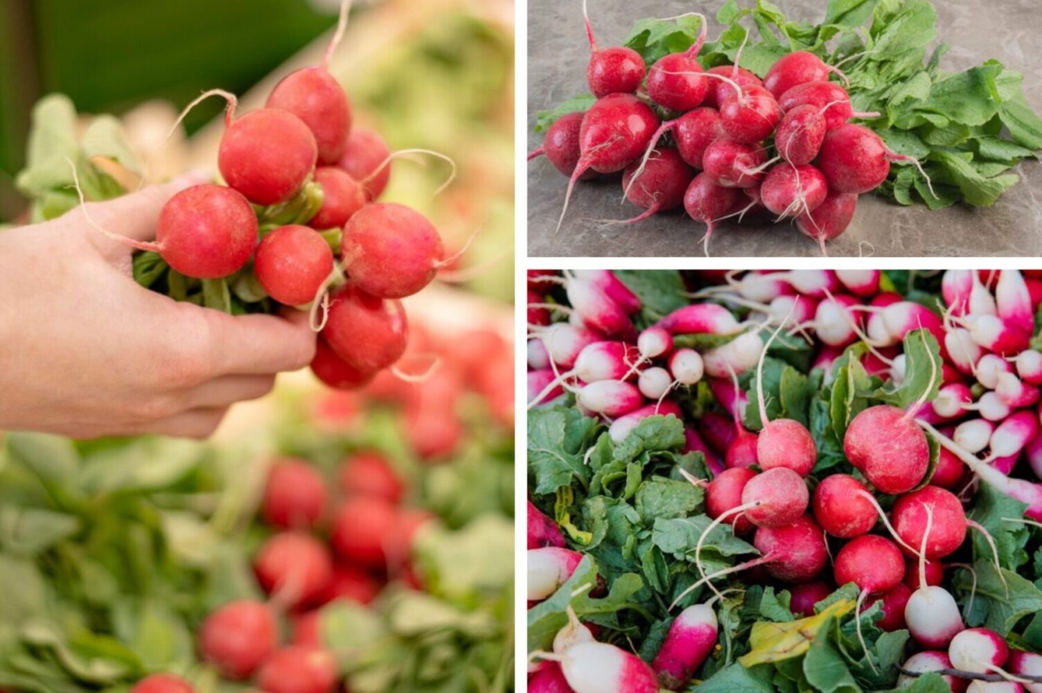 Агрономи розповіли, як отримати ранній врожай редиски навесні 2026