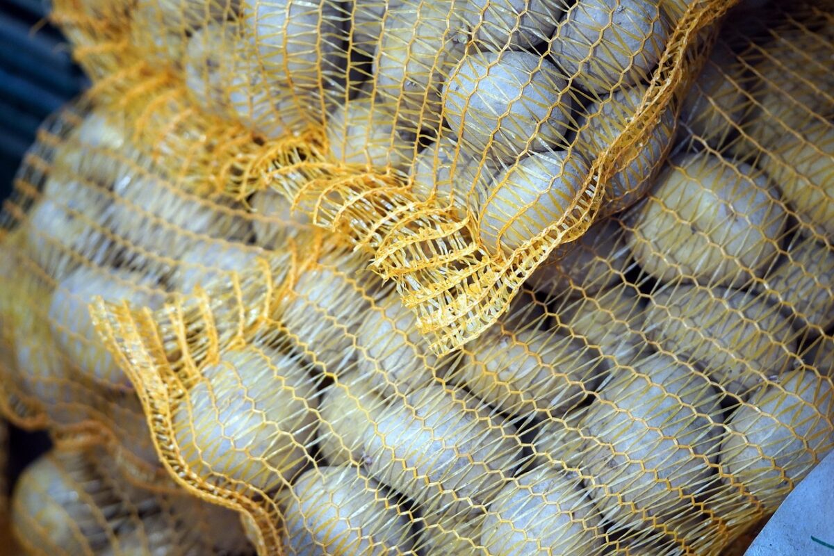 Агрономи розповіли, які сорти картоплі слід посадити у відкритий ґрунт в квітні. Фото: Freepik