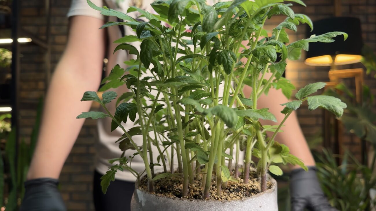 Дачники назвали найкраще добриво для зміцнення будь-якої розсади. Фото: YouTube Корисні корисності 