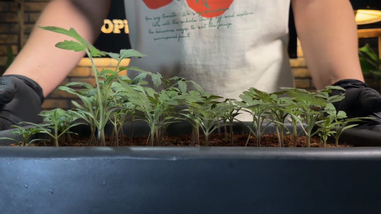 Дачники назвали найкраще добриво для зміцнення будь-якої розсади. Фото: YouTube Корисні корисності Дачники назвали найкраще добриво для зміцнення будь-якої розсади. Фото: YouTube Корисні корисності