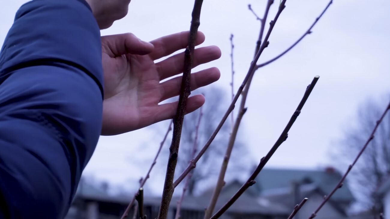 Садівники показали, як правильно обрізати персик навесні. Фото: YouTube-канал Секрети Виноградства і Садівництва 