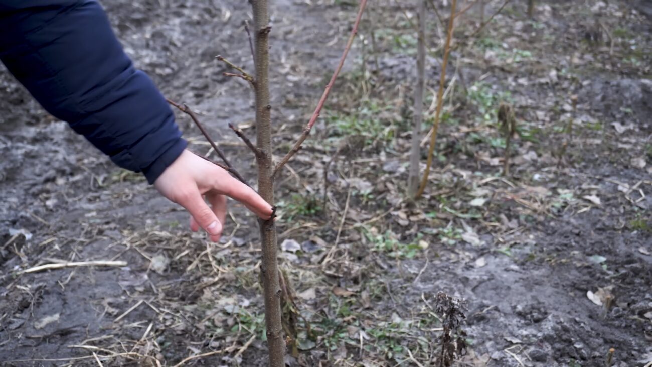 Садівники показали, як правильно обрізати персик навесні. Фото: YouTube-канал Секрети Виноградства і Садівництва 