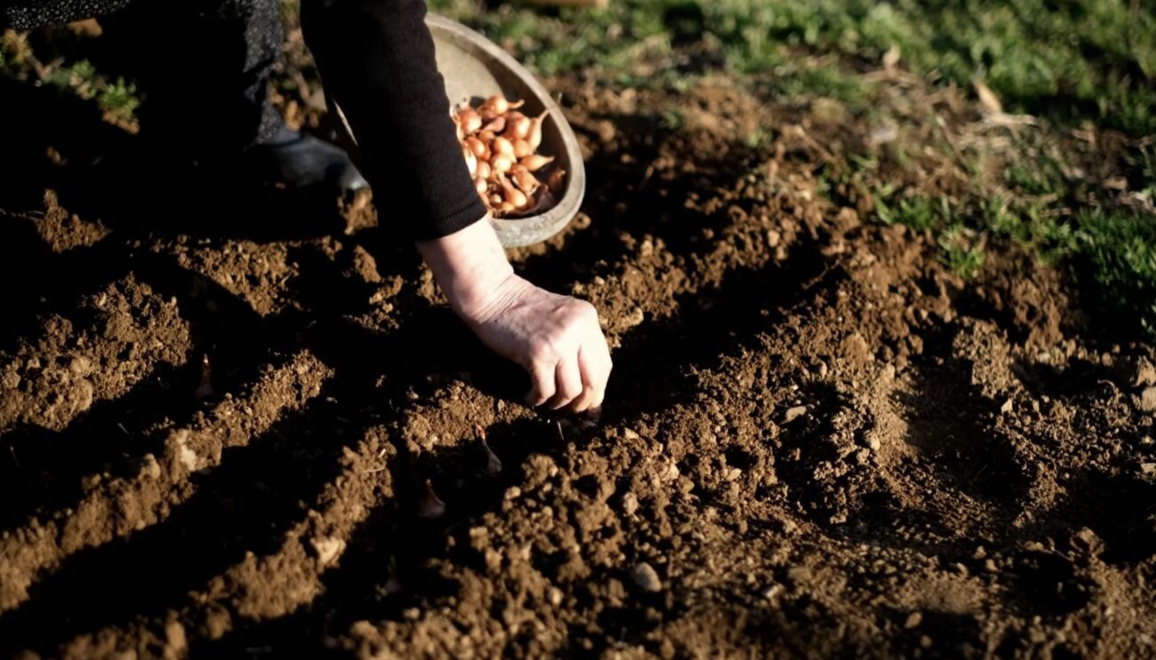 Як обробити сіянку, щоб цибуля не викидала стрілку. Фото: YouTube Городниця з Одеси