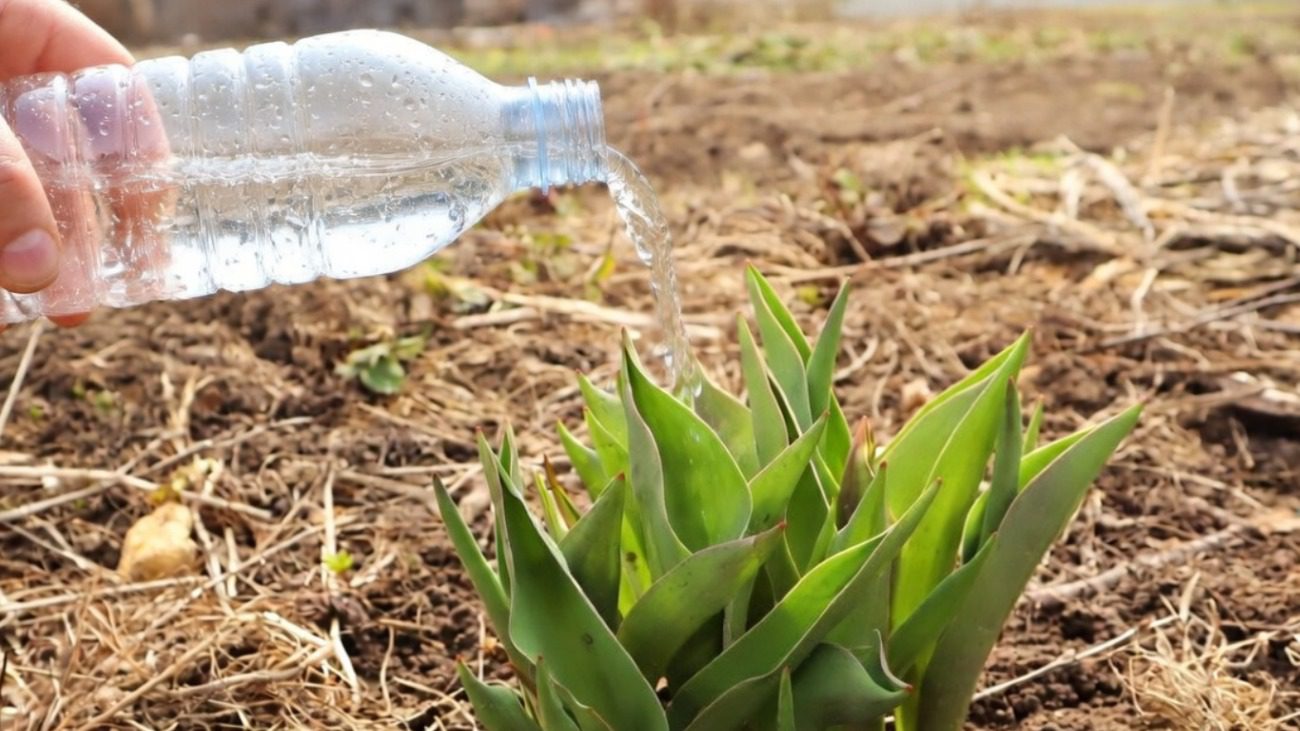 Садівники розповіли про найкращі підгодівлі для яскравого цвітіння тюльпанів Фото: Сенсація