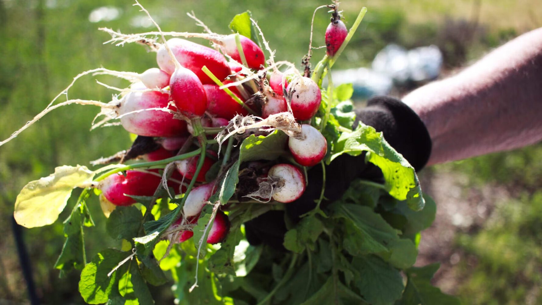 Городники показали метод посіву редиски у вересні, який дає щедрий врожай