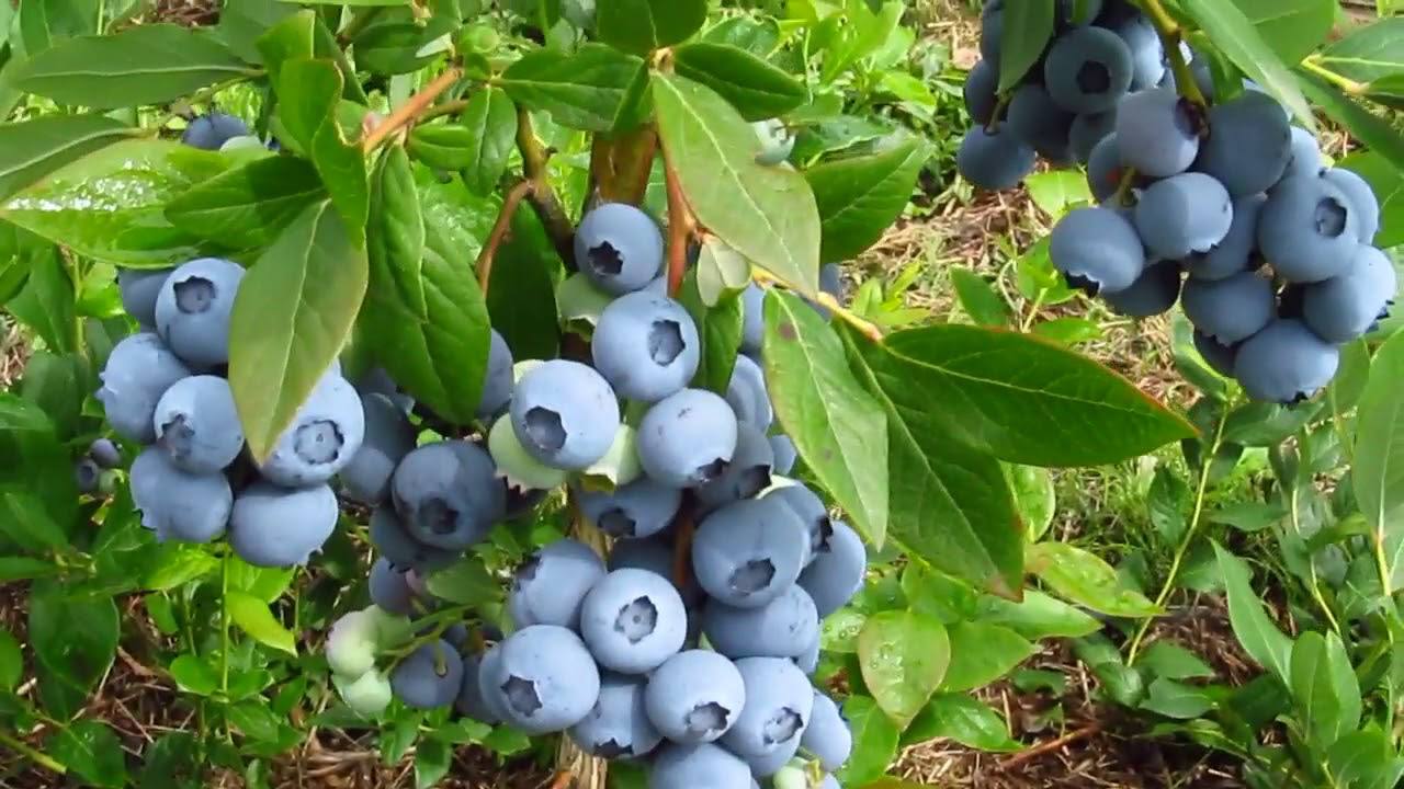 Садівники розповіли, як з гілок яблуні зробити мульчу для лохини. Фото: скриншот з відео