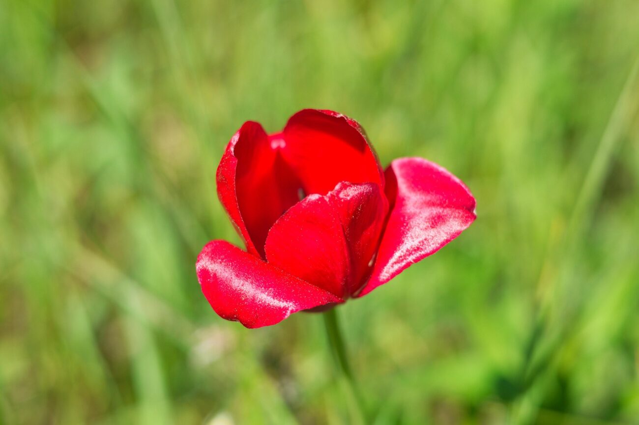 Садівники розповіли, як виростити великі тюльпани. Фото: скриншот з відео