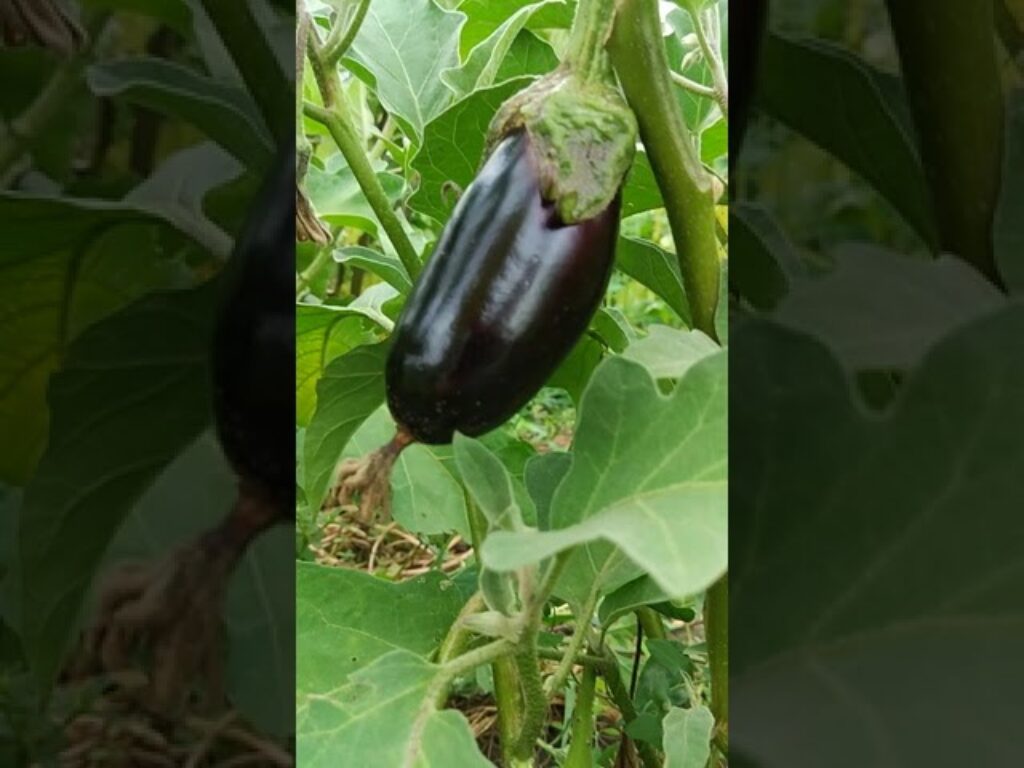 Сорт баклажанів Алмаз доя консервації. Фото: Youtube канал anvimaisternia