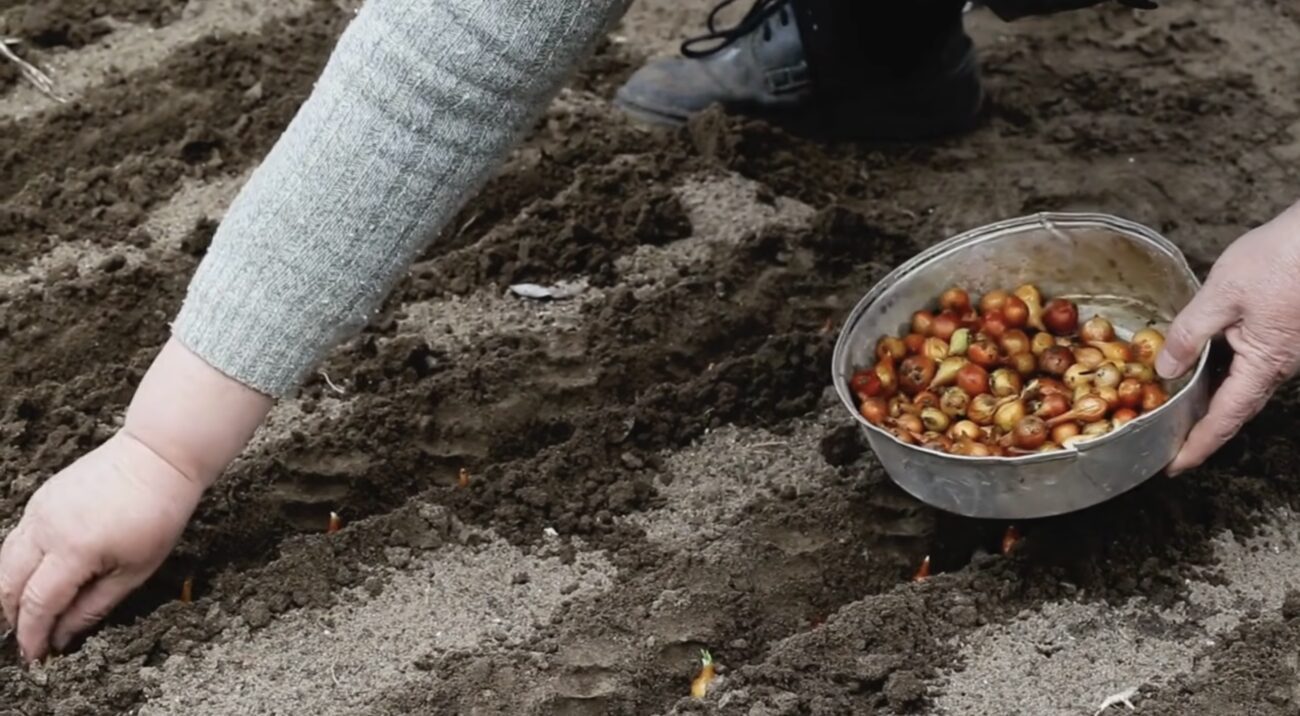 Дачники розповіли, чи можна працювати на городі у Вербну неділю. Фото: YouTube Городниця з Одеси