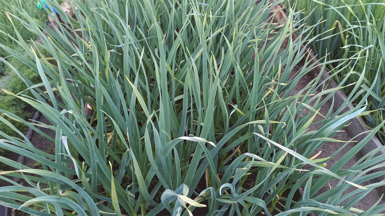 Городники розповіли, що зробити з часником у квітні для щедрого врожаю. Фото: скриншот з відео