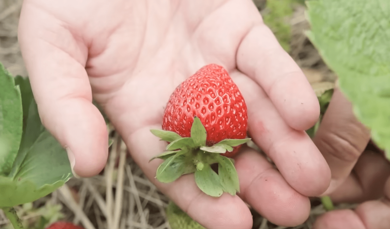 Садівники назвали головні помилки при вирощуванні полуниці