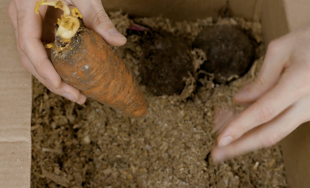 Городники розповіли, що садити у квітні в теплицю, а що у відкритий ґрунт. Фото: скріншот з відео 