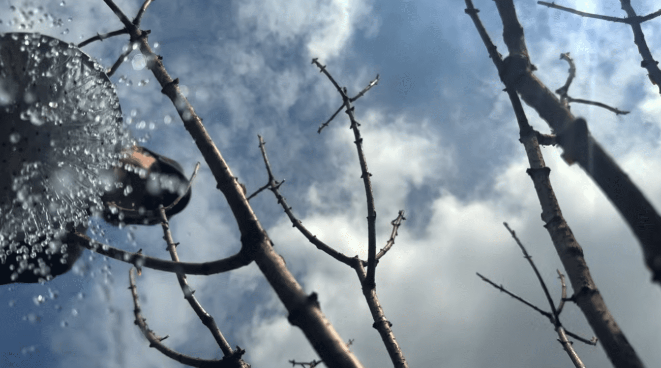 Весняний догляд за гортензією - обрізка і підживлення для пишного цвітіння Фото: YouTube Корисні Корисності