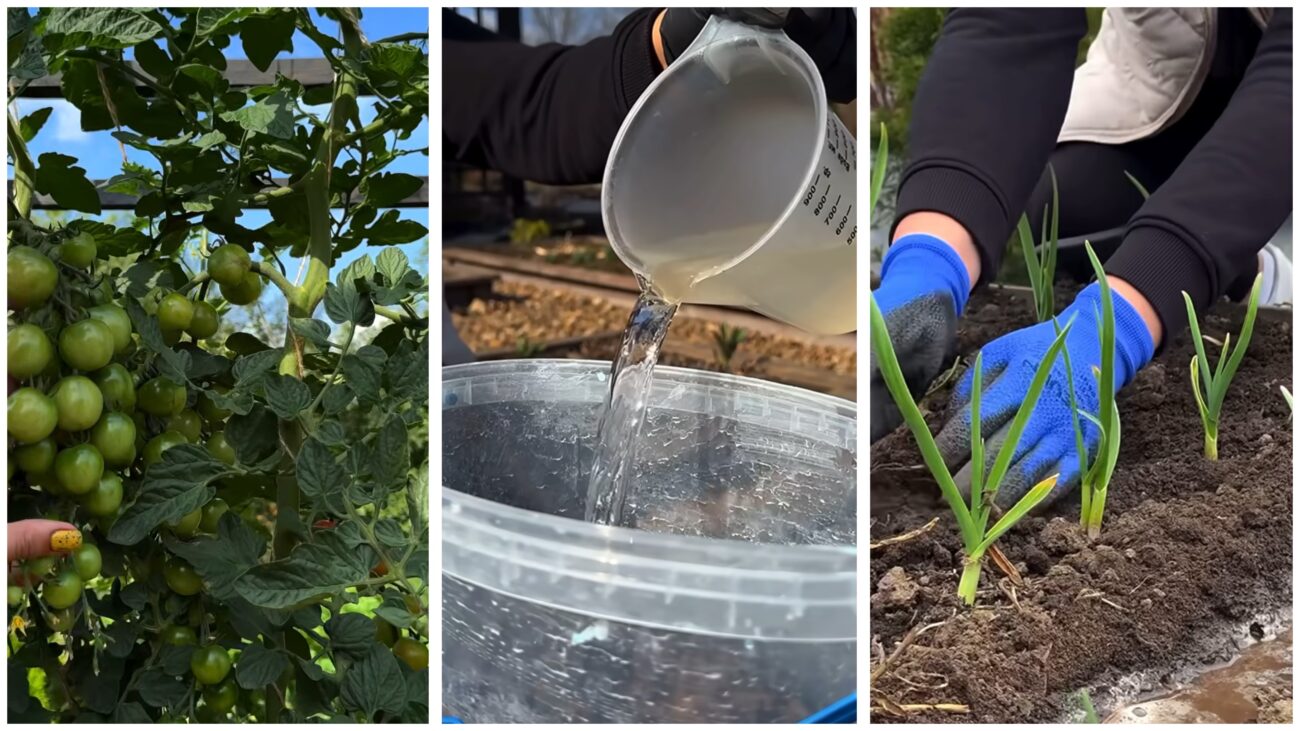 Городники нагадали про дні перед Великоднем, коли не можна працювати на дачі. Фото: YouTube Корисні корисності