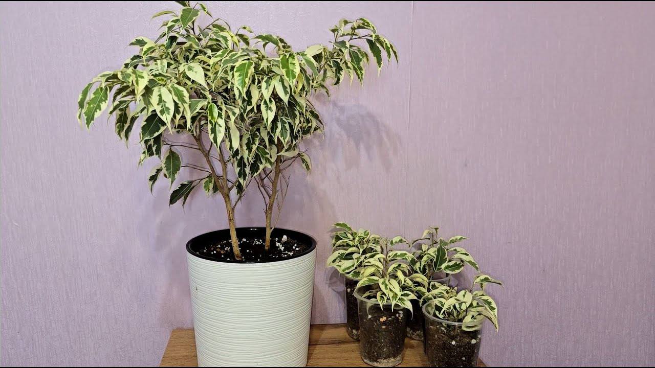 Квітникарі розповіли, чим підживити фікус, щоб він швидко наростив листя. Фото: скріншот з відео 