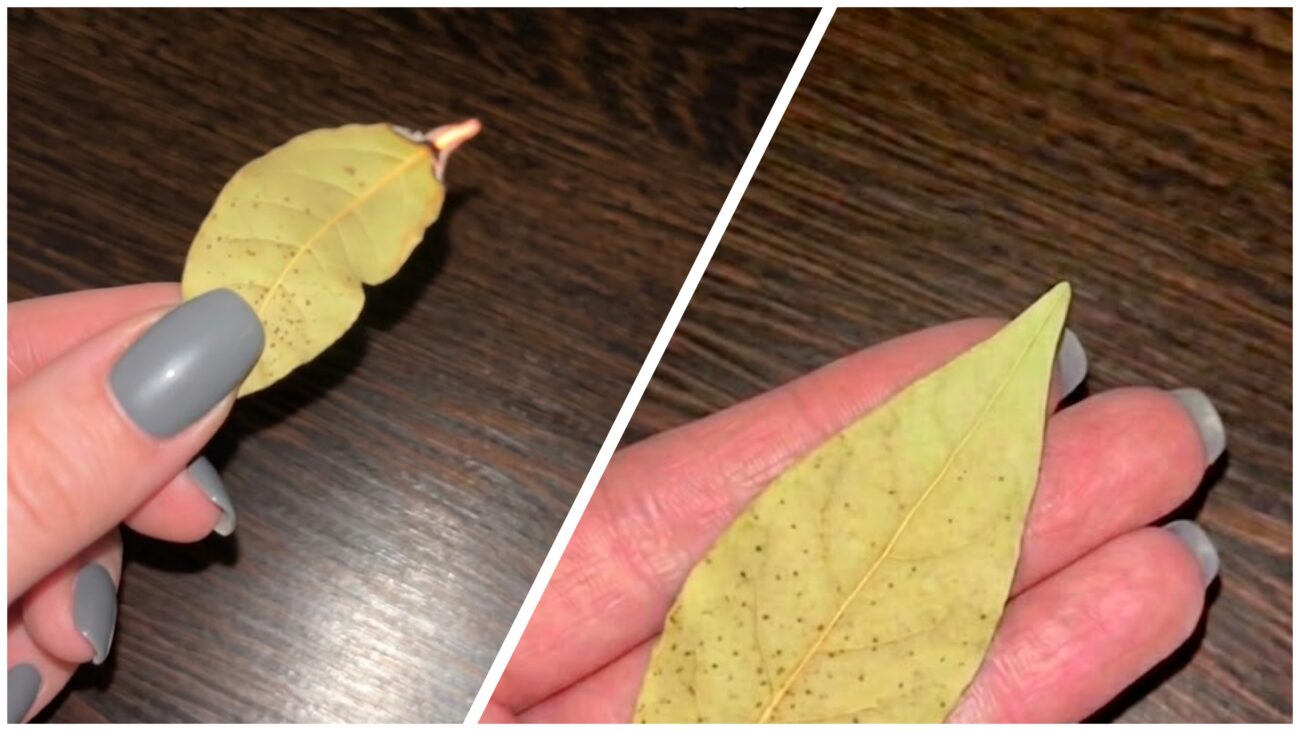 Господині розповіли, як використовувати лавровий лист для очищення оселі. Фото: Добрі новини