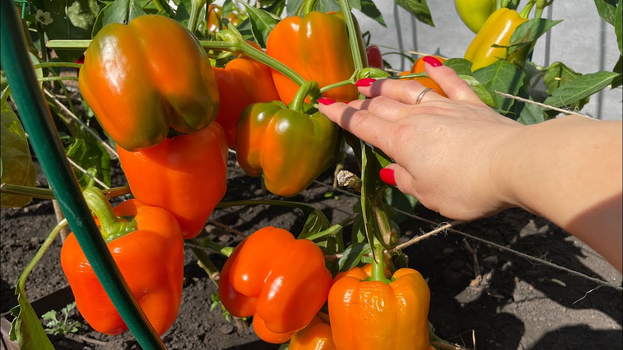 Агроном розповів, який перець посадити для раннього урожаю