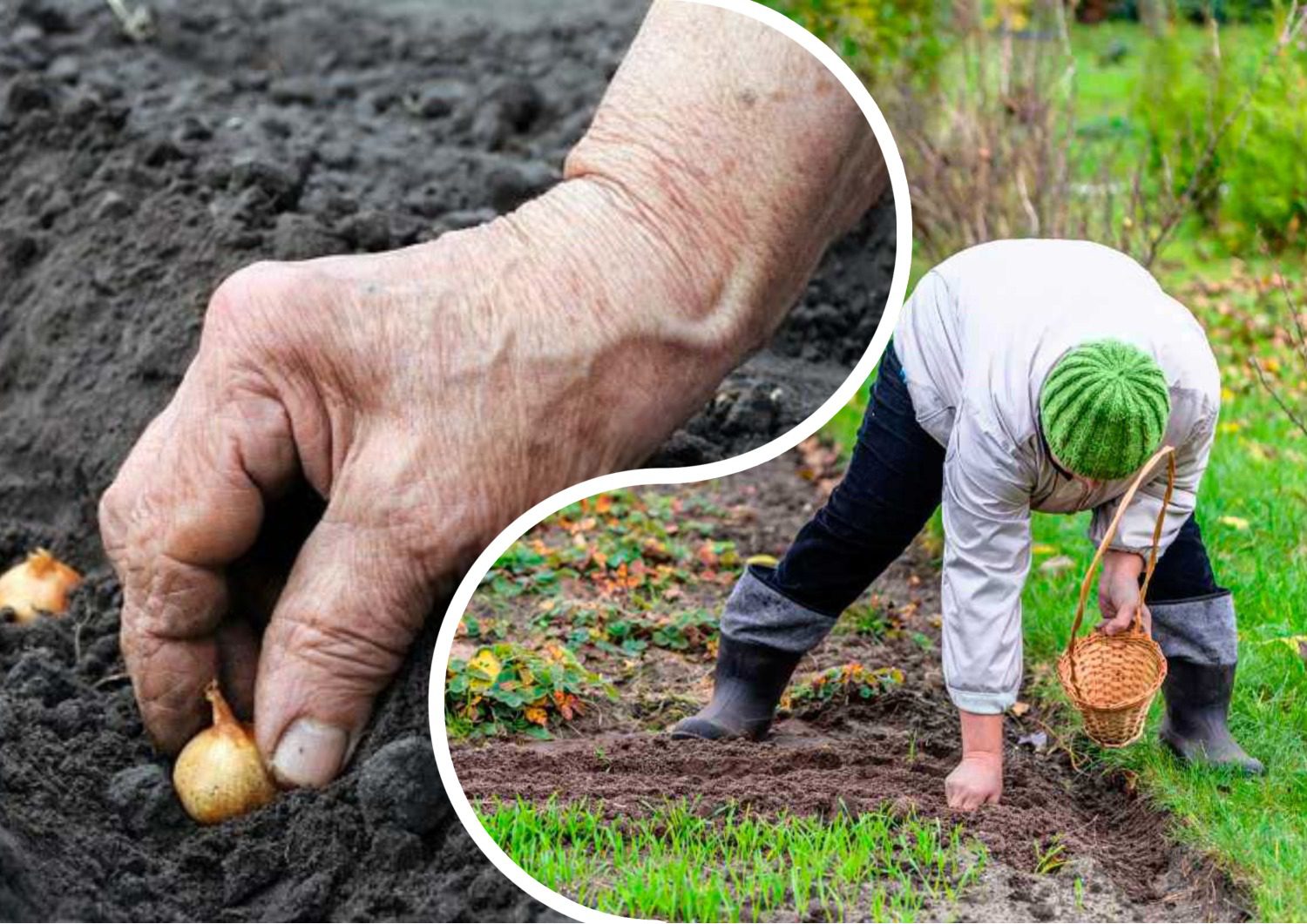 Городники розповіли, які культури не варто висаджувати поруч. Фото: скріншот з ютуб