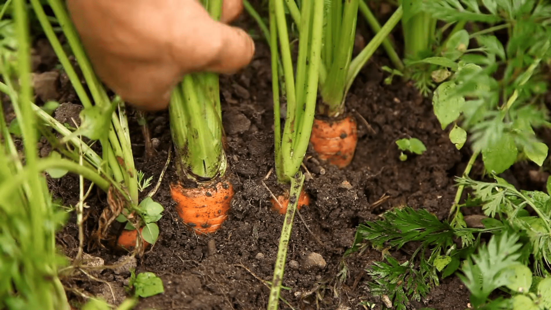 Городники розповіли, як використовувати жмих від кави. Фото: YouTube/Городниця з Одеси