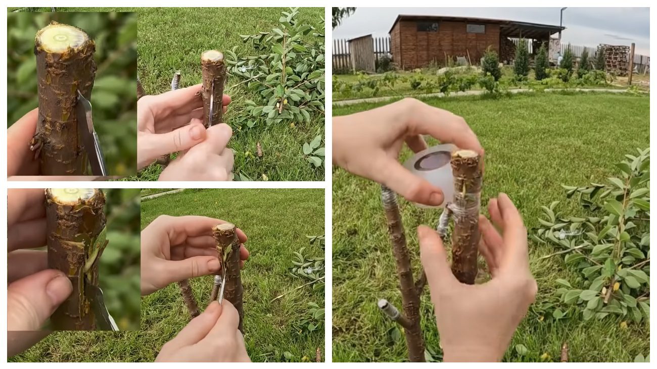 Садівники порадили метод щеплення черешні на вишню. Фото: YouTube Svit Pro DIY