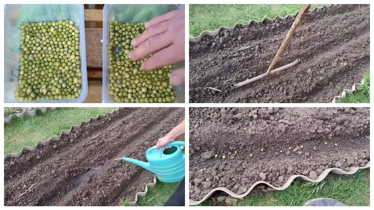 Городники розповіли, як посіяти горох, щоб досягти дружних сходів. Фото:YouTube Наш сад та город